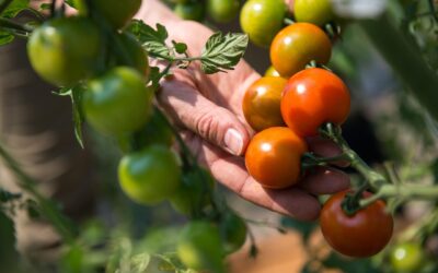 Jak skutecznie nawozić pomidory? Kluczowe zasady!