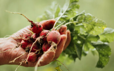 Magnez w glebie – jak rozpoznać niedobór i podnieść plon